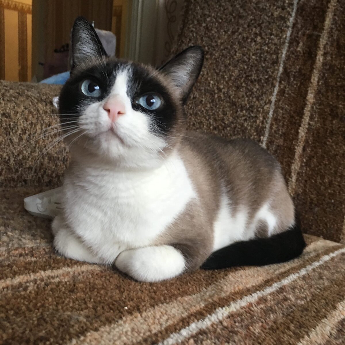 Тиффани находится на платной передержке, пока мы ее до конца не смогли обследовать из-за карантина и закрытия многих ветклиник. Кошечка в глубоком стрессе. 