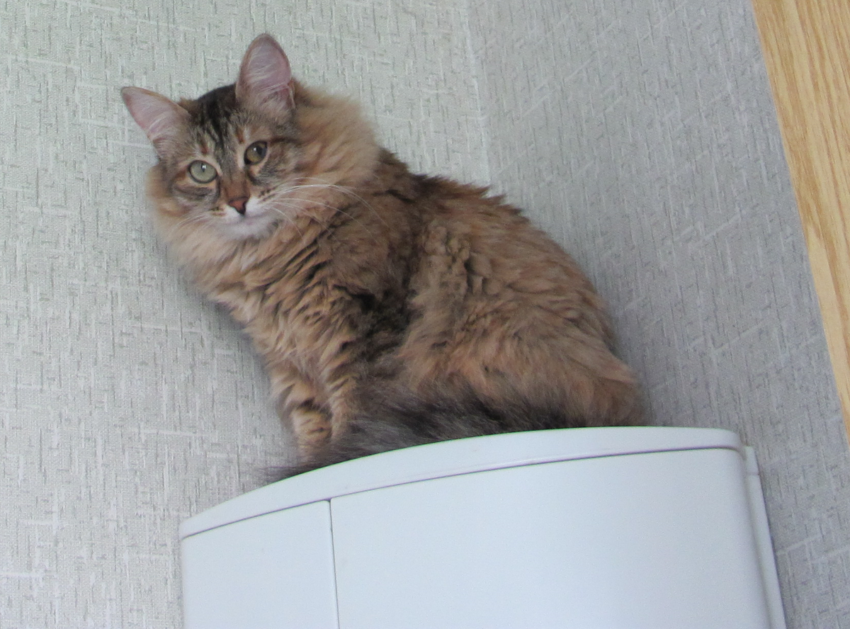 Фея тоже сидит дома