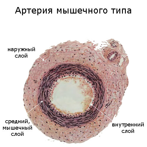 Артерии мышечно эластического типа