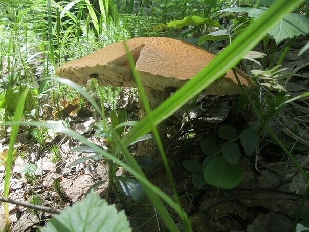 ok.ru/terrasiberica/topic/151373191874692