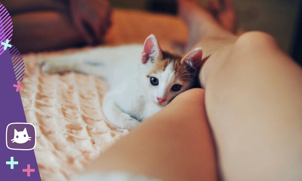 Киса между. Котик лежит на девушке. Девушка с котом на кровати. Ноги кота. Котик и киски.