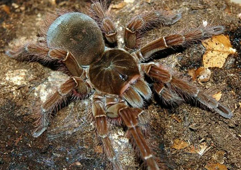 птицеед-голиаф