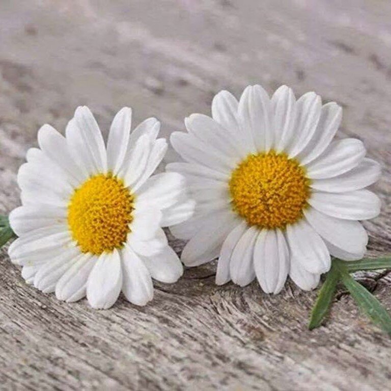 ©Пряничный домик