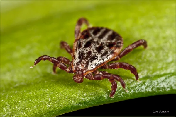 Сразу мурашки по коже пошли. 