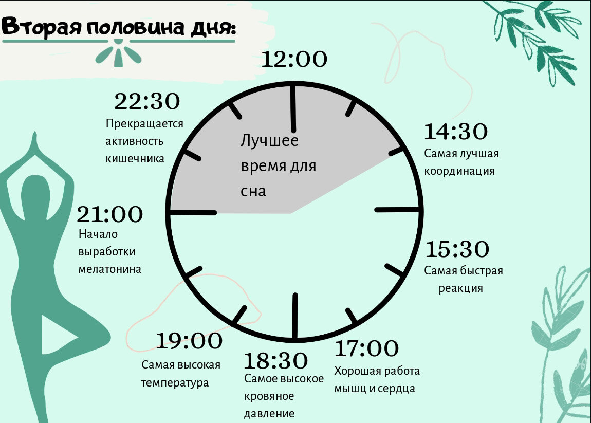 Минута сходить. Биоритмы циркадные ритмы. Часы сна. Биологические часы сна. Биологические часы сна для человека.