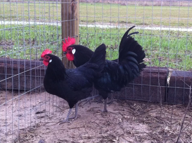 Фотография взята из источника krestianskoe-podvorie.ru