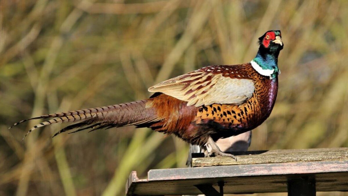 Фазан во всей красе