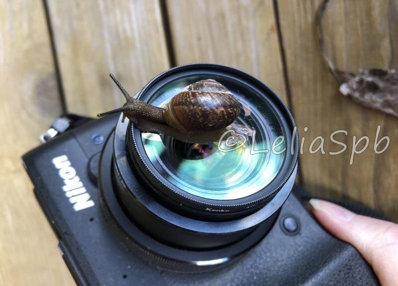 Фото из личного архива. Приползла на фотосессию.