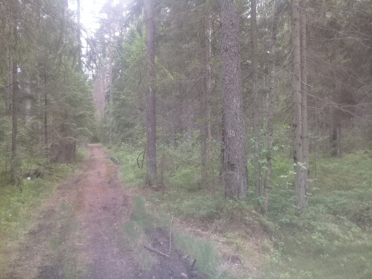 Тропинка в поселке Солнечное на территории Комаровского лесничества.