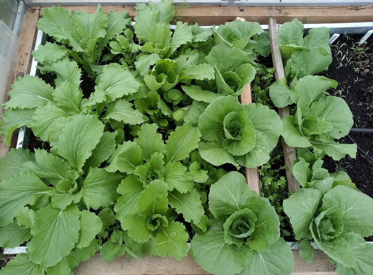 Пекинская капуста 10 июня (слева "100 пеленок", справа "Нежность")