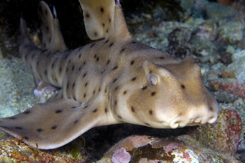 это небольшой вид акулы