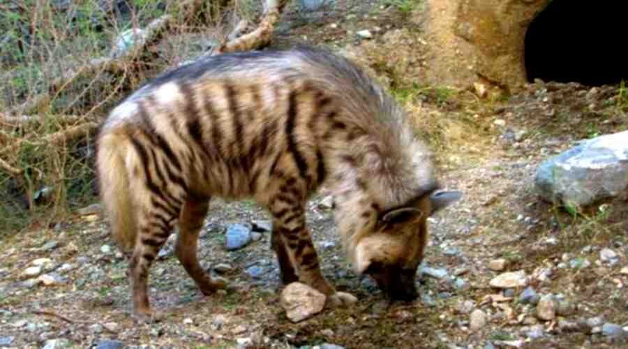 Полоатая гиена...