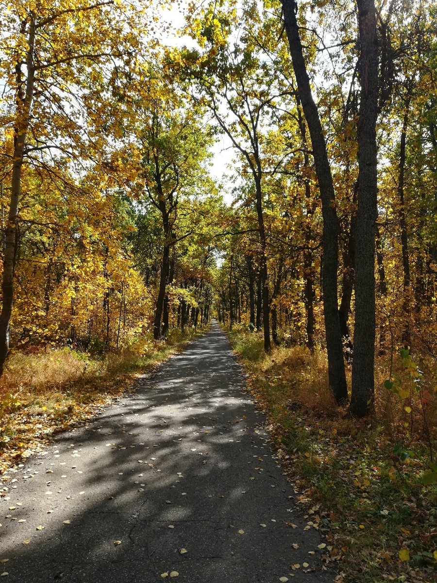 Золотая Осень. Сентябрь.  Прогулочная дорожка в лесопарковой зоне