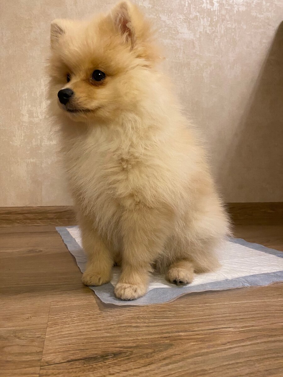 Бонни не всегда нравилось ходить на пеленку, но у нее получилось!