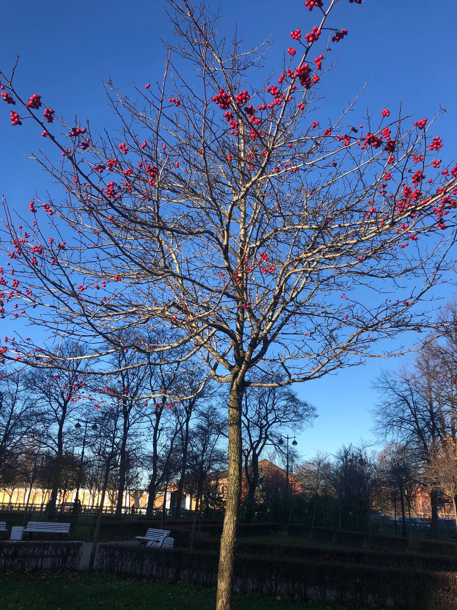 Осенние ягодки