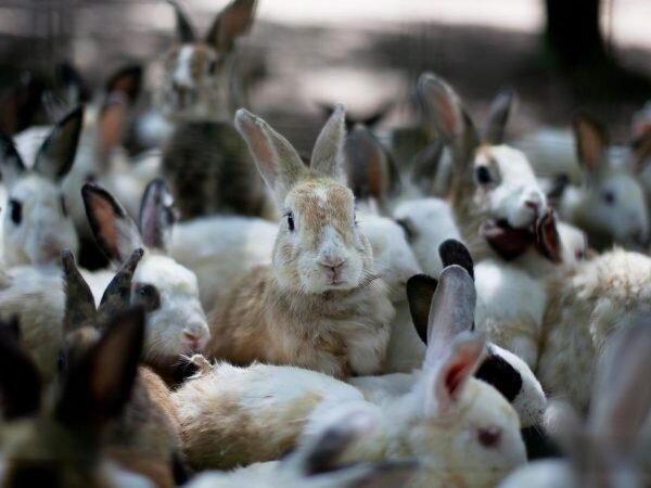 В Австралии кроликов больше чем людей в Китае или факты, которые повергнут вас в шок...