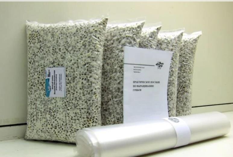 Мицелий вешенки