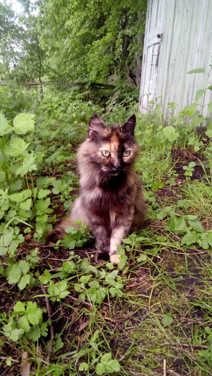 Машка и тот самый сарай