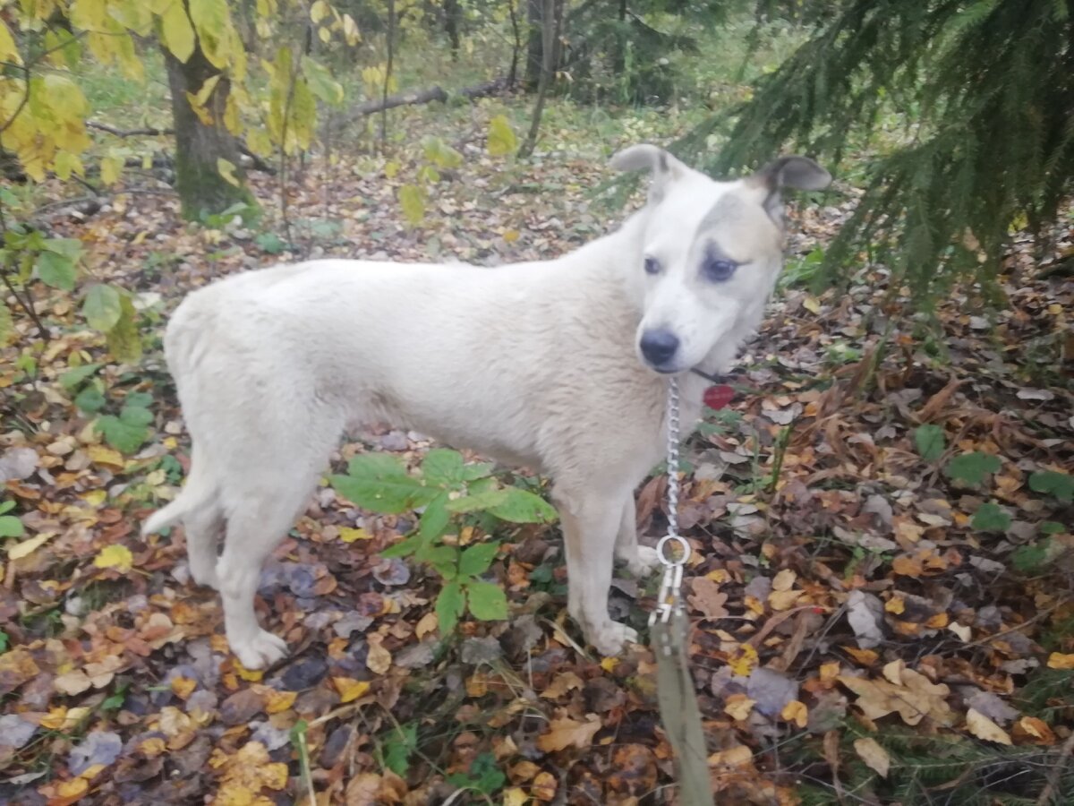 Приют Солнцево. Лада