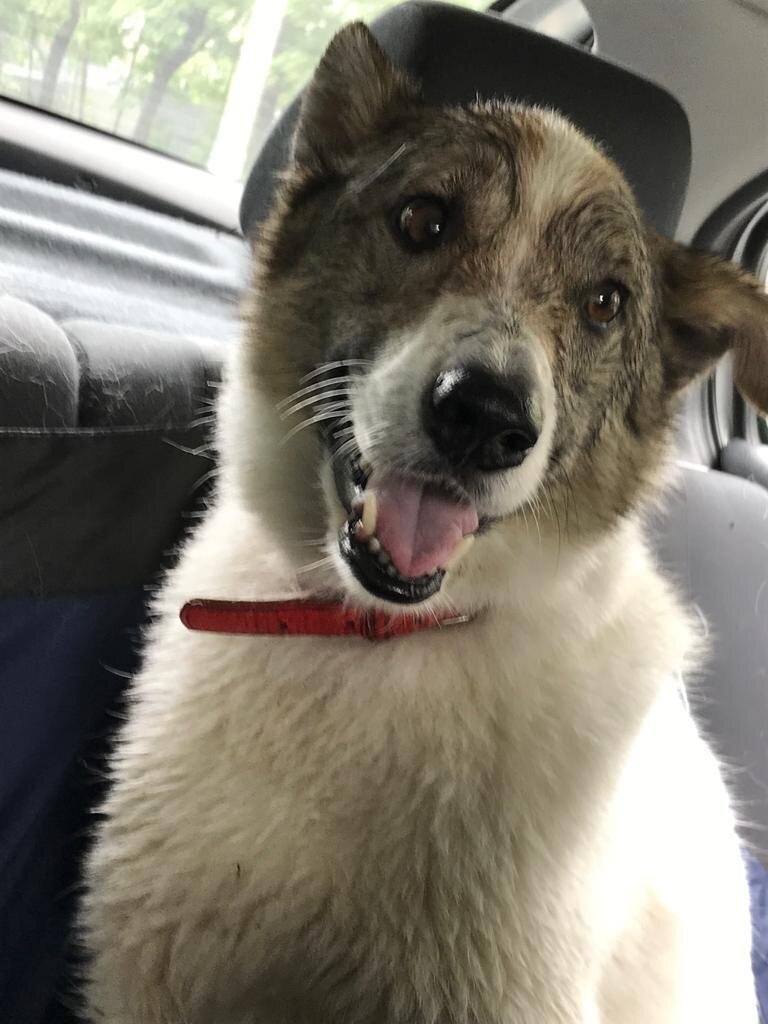 Вот она, наша  лапочка. Едем с прогулки все мокрые и счастливые