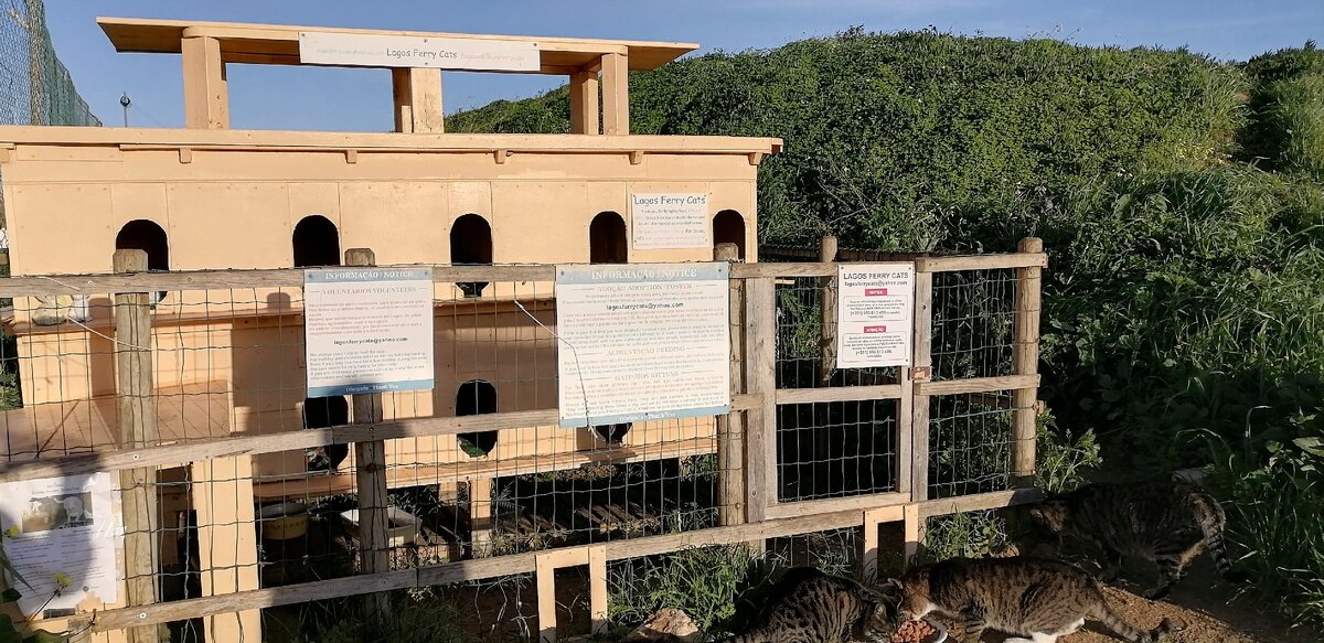 Фото сделано мной. Домик для кошек 