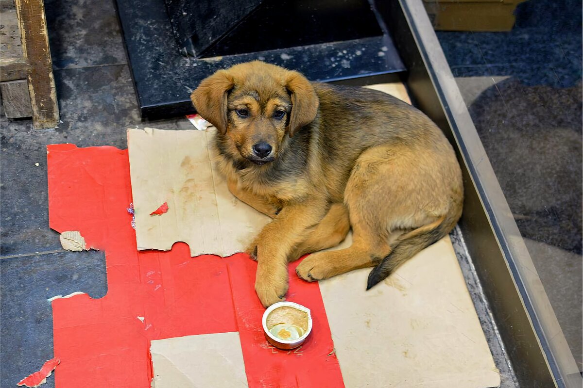 Стараются греться в более-менее тёплом месте, если такое есть.