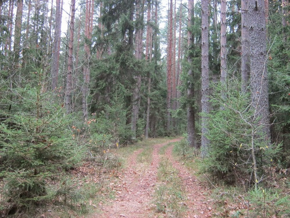 Дорога в лес по которой мы заехали с трассы.