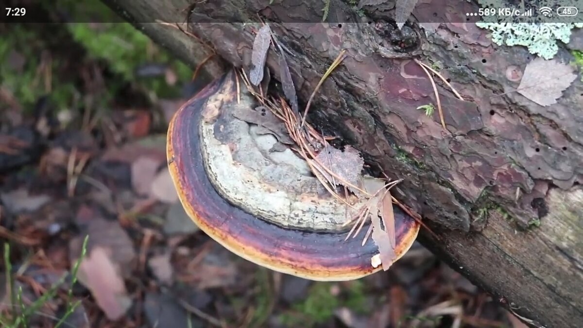 Трутовик окаймлённый . данный экземпляр вырос на поваленном стволе  ели . считается  что более ценным является трутовик растущий на берёзе. 