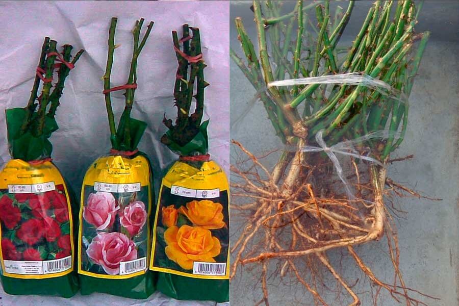 Розы с открытой корневой системой при дождливой осени можно предварительно не замачивать; а если не успеваете посадить, то прикопайте их в парнике на глубину не менее 30 см.