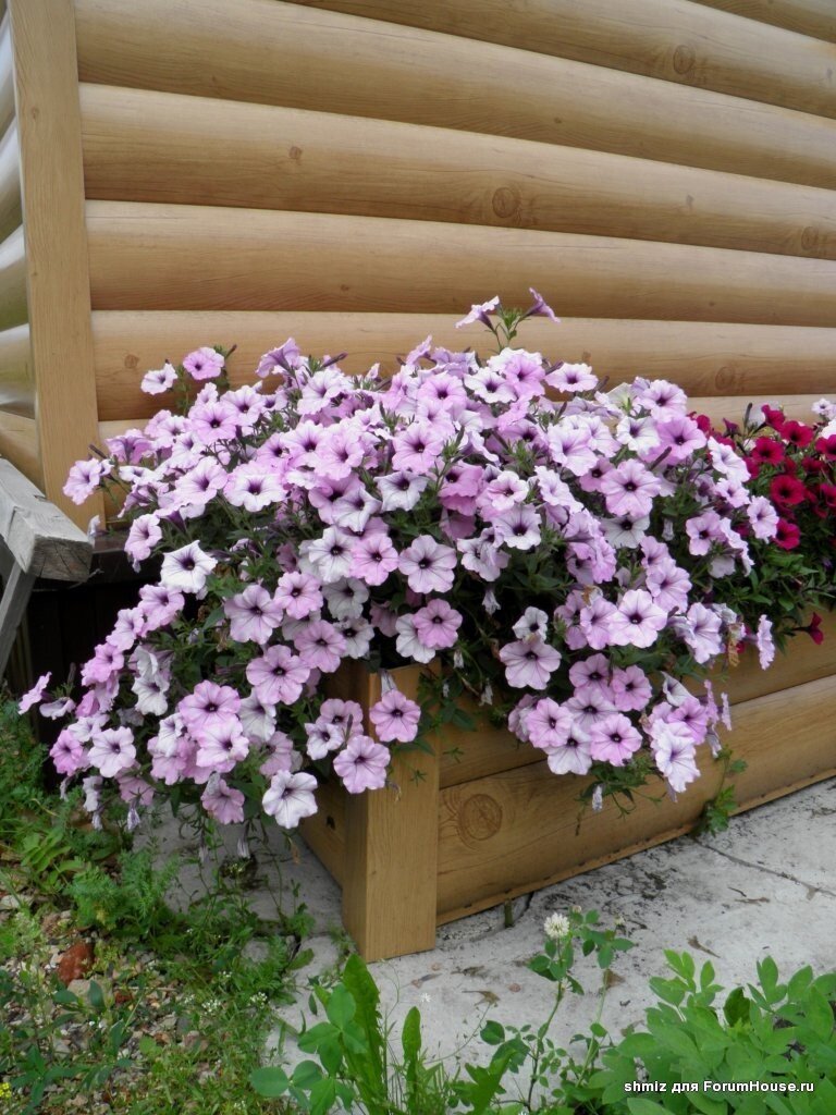 Одна из самых крупных петуний - Tidal Wave Silver - может достигать двух метров в диаметре!