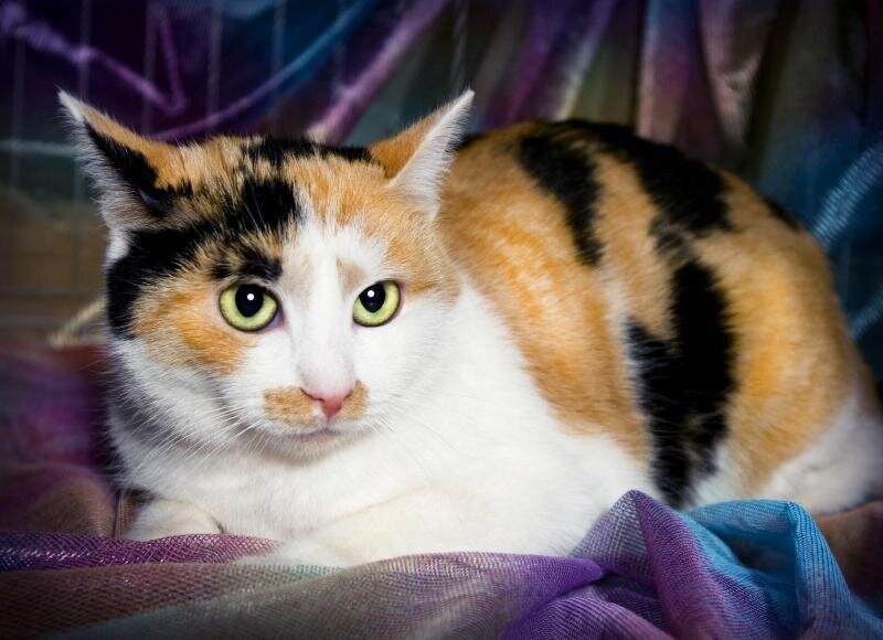 https://vilingstore.net/interesnye-fakty/koshki-trehcvetnye-fototrehcvetnaya-koshka-fakty-i-primety/
