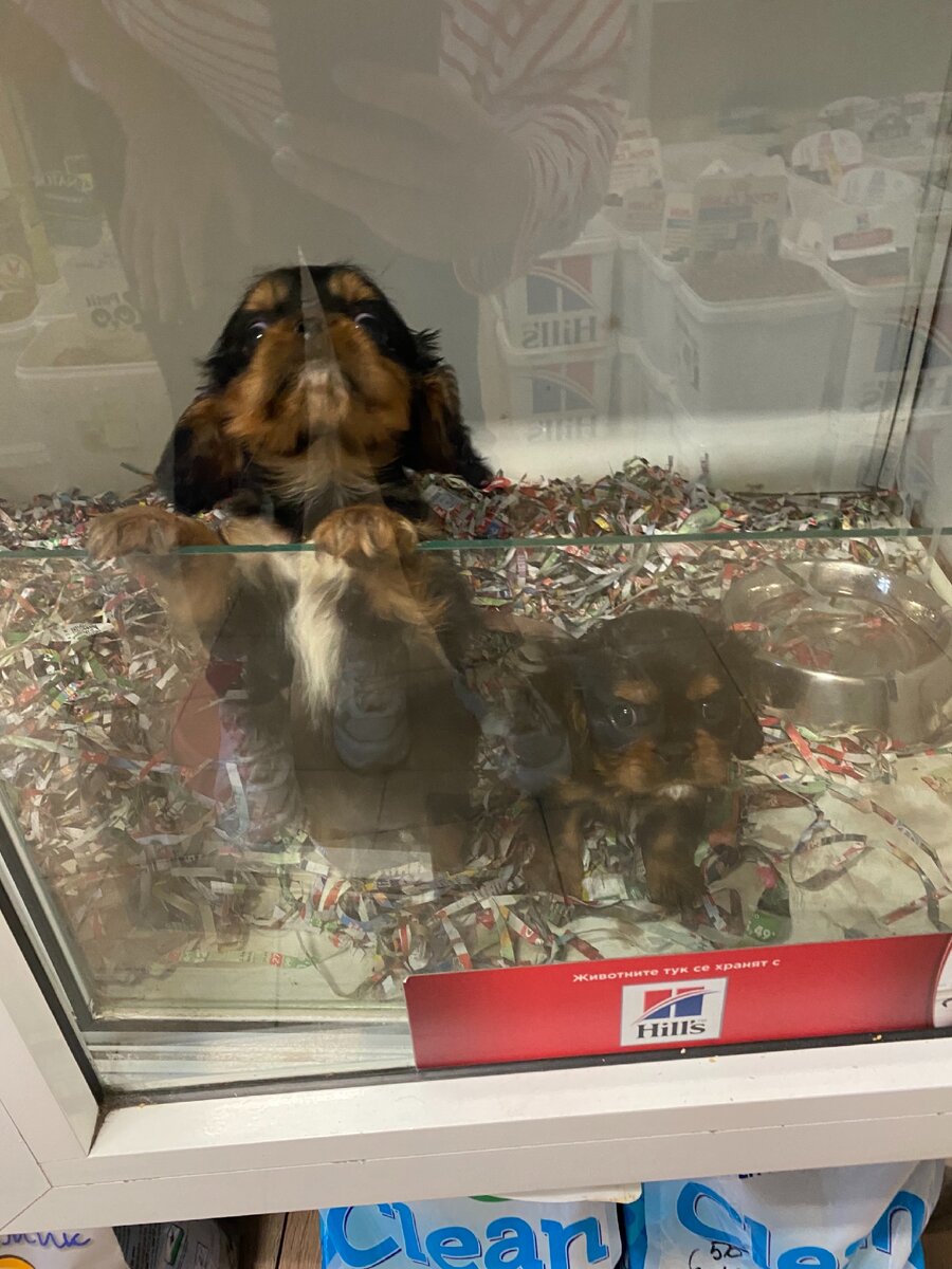 Два брата кавалера 