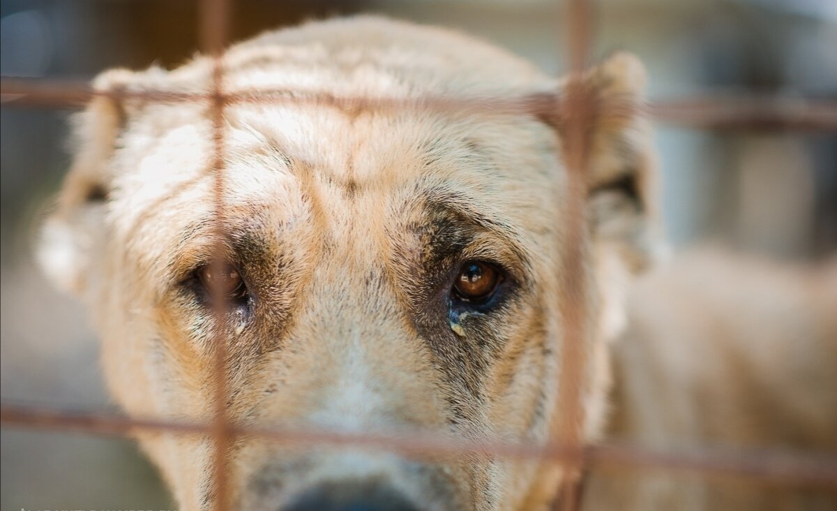 
 По трагической случайности Олины родители погибли когда ей было всего два годика.Поэтому и маму и папу ей заменила бабушка Вера.Бабуля была умной, доброй, веселой и очень нежно относилась к сиротке.Жили они небогато, но очень дружно. Выручало собственное хозяйство и огород.С раннего детства девочке приходилось помогать бабушке, поэтому девочка росла трудолюбивой и хозяйственной.
Годы шли, Оля повзрослела и устроилась почтальоном.Везде она успевала и на работе и по хозяйству.Почтальона в деревне любили и всегда помогали ей, кто добрым словом, а кто в хозяйстве подсобит. В один момент бабушки не стало.Долго Оля горевала,только работа и помогала отвлечься.
Это был обычный рабочий день.Она практически разнесла все письма по деревни и вот осталось последнее.Его нужно было отнести в дом на краю села.Подойдя к дому Оля увидела высоченный забор, за которым раздавался собачий лай.На стук в калитку никто не вышел, но от стука калитка приоткрылась, и Оля заглянула внутрь.Её сердце сжалось от увиденного, во дворе внутри маленького вольера, еле в нём помещаясь, лаял огромный белый алабай.Морда пса была в шрамах, он был серого цвета от грязи и невероятно худой.Увидев девочку пёс замолк и смотрел на неё глазами полными грусти.Оля хоть и боялась,но зашла во двор и подошла к собаке.С собой у неё были два пирожка, которые она взяла для перекуса.Она с большой радостью скормила их животному и тот в знак благодарности лизнул её.Вдруг дверь дома открылась и вышел хозяин.Сразу видно было,что мужчина злоупотребляет спиртным.Сходу обругав пса за то, что тот впустил постороннего во двор, он спросил у Оли,что ей надо.Отдав письмо Оля собралось было уходить, но пройдя немного услышала тихое поскуливание.Обернувшись она увидела полный боли и мольбы взгляд алабая.Была не была подумала она и подошла к хозяину дрома.Она только получила зарплату и хотя еще нужно было как то прожить до следующей, выложила все купюры перед ним и предложила ему купить собаку.Естественно жадность и алкогольная жажда победила и тот отдал алабая не задумываясь.
Так вот появился в Олином доме новый жилец. И уже ни так одиноко стало и появился помощник по хозяйству.Клички у пса не было и Оля долго думала как назвать его.Помогла особая привычка алабая, каждое утро ровно в шесть утра он подбегал к Оле и громко лая начинал лизать её лицо, как гром среди ясного неба.Так он и стал Громом.
Всё Олино хозяйство состояло из кур и двух коров.Коровы были кормилицами так как молоко, сметана и масло всегда пользовались спросом у приезжих.Далеко ведь не уедешь на зарплату сельского почтальона.Так и жили Оля и алабай, трудолюбивая,добрая и милая девушка и её верный и очень умный пёс.
Однажды проснувшись Оля не увидела Грома, это очень удивило,потому что пёс каждое утро неизменно поднимал её именно сам.Тревога и смятение начали закрадываться в её душу.Выйдя во двор и окликая пса,она увидела,что коровник открыт и коров нет на месте.Оля тут же отправилась на поиски пропавших.Увидев взволнованную девушкуи узнав в чём дело к ней присоединился сосед по имени Иван, он недавно окончил институт и приехал в деревню работать агрономом.Молодые люди обыскали всю деревню, но безуспешно.Оставалось только одно место куда могли убежать животные это лес.Иван сходил на всякий случай за ружьём.
Пройдя по лесной тропинке около получаса, Оля услышала лай и тут же узнала своего питомца.Они бросились бежать на звук.Оказавшись на поляне они увидели страшную картину.Две бурёнки прижавшись, к друг другу от страха, мычали и словно умоляю.напротив стояли двое ощерившихся и вздыбившихся волка.А между ними израненный, но грозный и рычащий алабай.Пёс нашёл убежавших коров и понимая их ценность,рискуя собственной жизнью, в течении нескольких часов отбивал их от Так волков.Было видно, что еще немного и Гром рухнет на землю.Выстрел быстро разогнал хищников, и только после этого собака легла и заскулила прося помощи.Оля и Ваня еле дотащили Грома до дома, где хозяйка обмыла и перевязала его, а Иван отправился за сельским ветеринаром.Так вместе выхаживая Грома, Оля и Иван сошлись и поженились. Алабай ещё долго выздоравливал, но постепенно полностью поправился. Вот такая трогательная история, благодарности и благородстве животных и доброте большинства людей