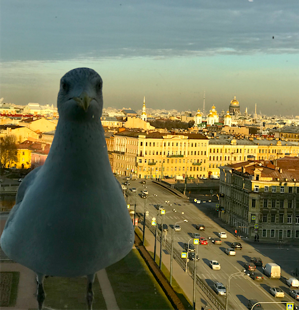 Чайка - частый гость на подоконнике в отеле AZUMUT в Санкт-Петербурге. Фото автора 
