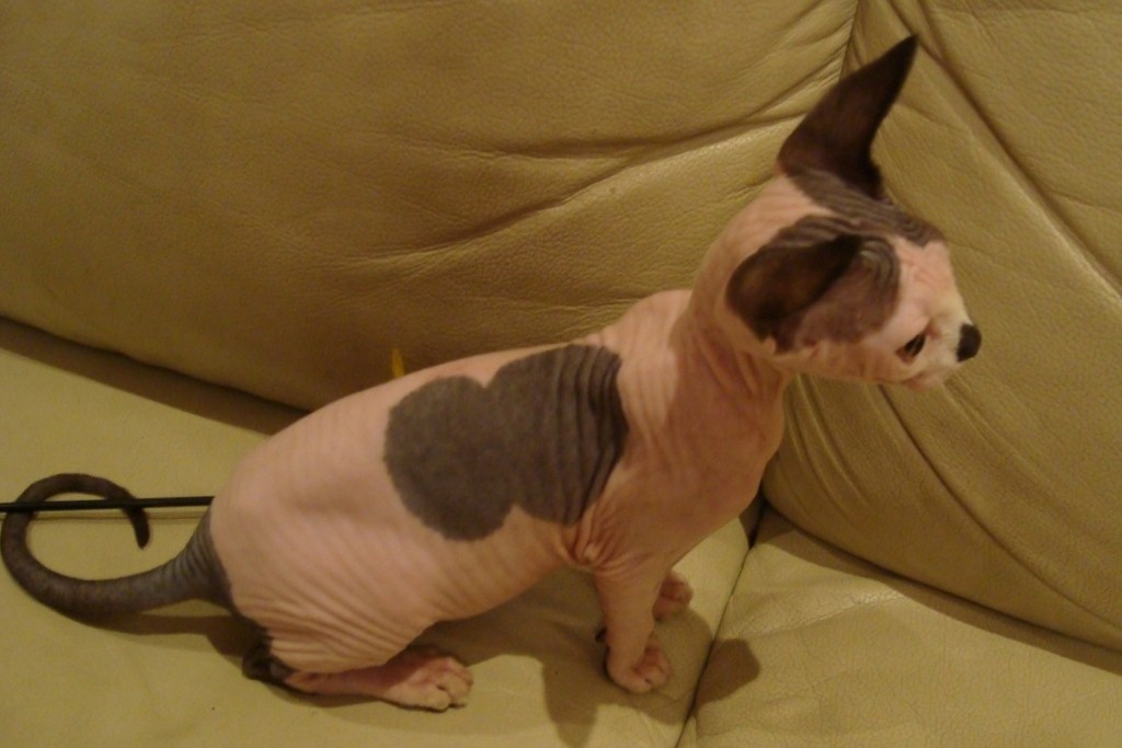 Котенок канадского сфинкса