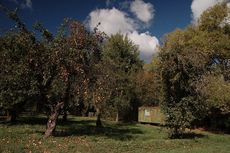 Яблоневый сад времён СССР. Источник из интернет.