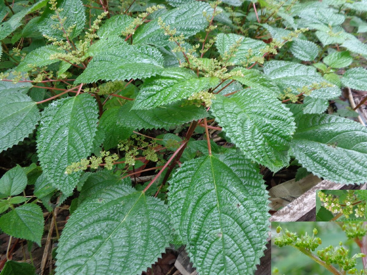 Ожог лапортеи - не шутки. Лекарств от него нет. Фото: из открытых Интернет-источников