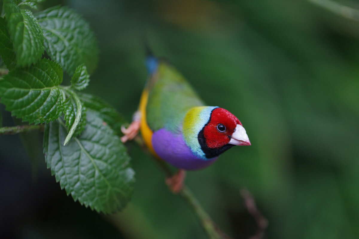 ТОП-10 самых ярких и красивых птиц