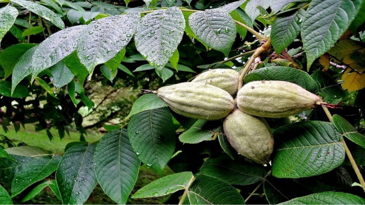 Маньчжурский орех