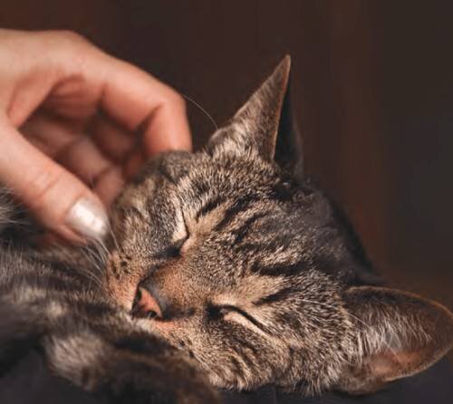 Проблемы с течками у кошек: почему они становятся частыми и что делать