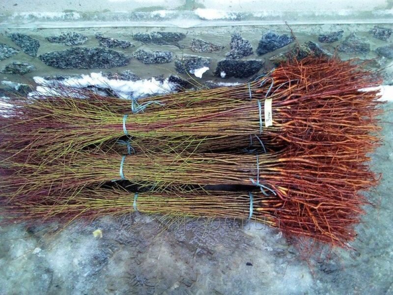 Подвой. (Фото используется с сайта agro-ukraine.com)