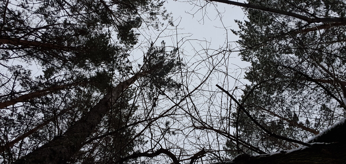 Фото Лужецкой Натальи  сосны и небосвод 24 февраля 2020 года