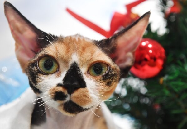 Фото: РИА Новости/Владимир Рогалевич