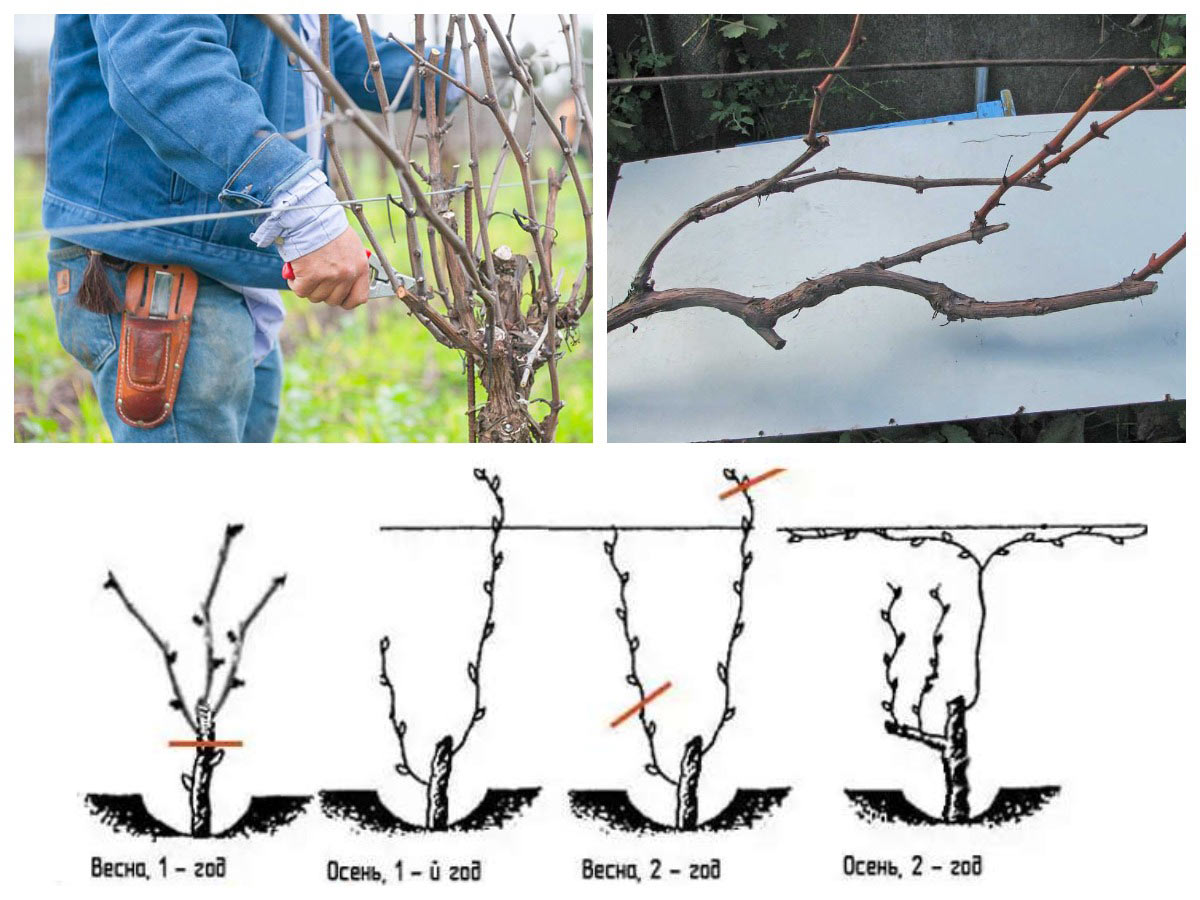Картинки обрезки винограда осенью. Обрезка винограда на зиму. Обрезка винограда фото. Обрезка винограда осенью для начинающих в картинках. Обрезка винограда на зиму для начинающих пошагово.