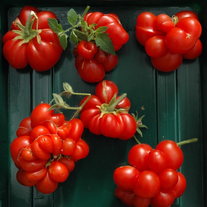 Ссылка на изображение https://tarkhagro.ru/wp-content/uploads/ced07bf2f4411055d1d5d51285192aac.jpg