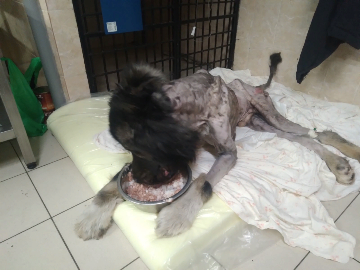 Царь трапезничать желает!