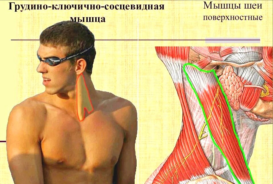 Источник: q-wel.com