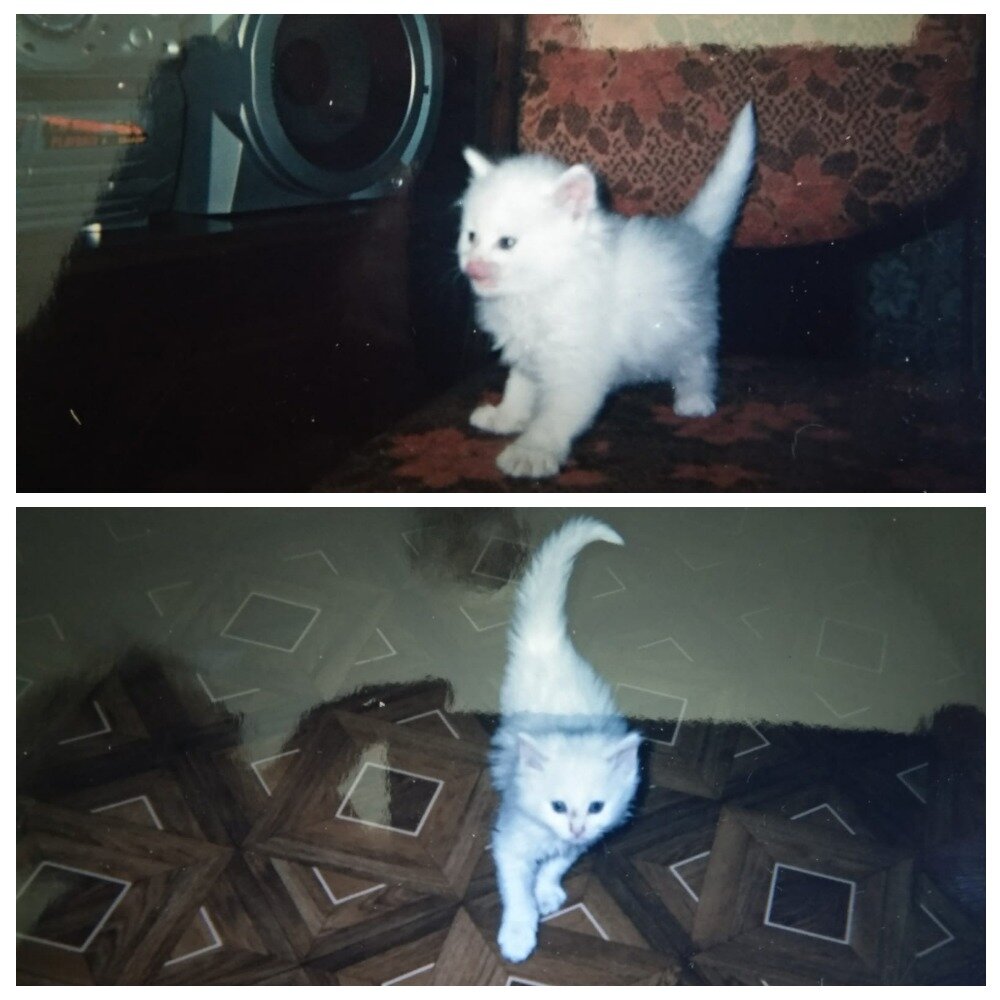 Рос очень шкодливым) Но, мы любим их и за то, что они — настоящие хулиганы.