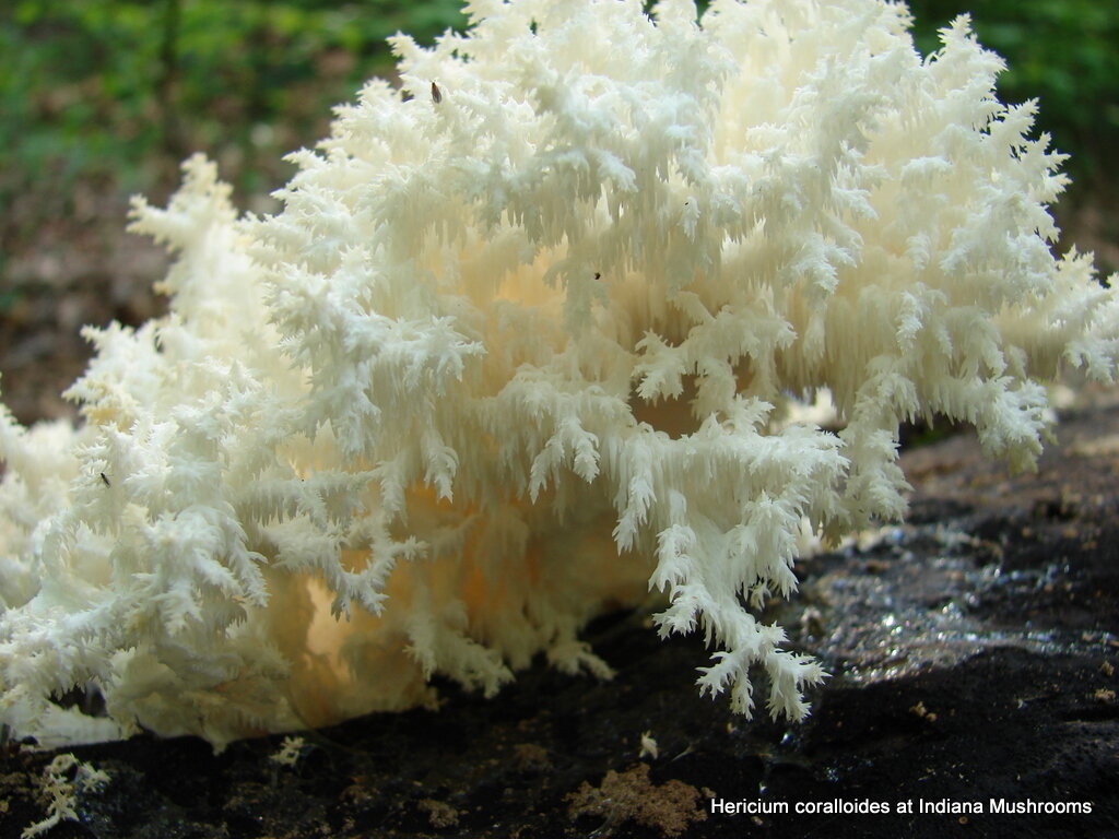 Он же вблизи