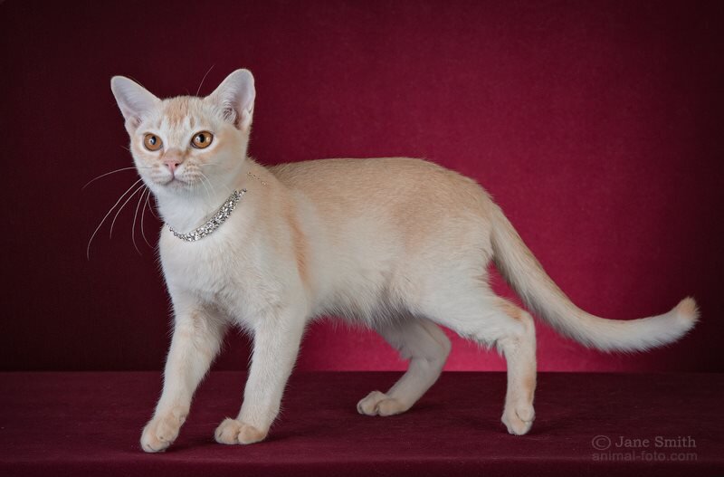 Fleur de Lys - Jasper Burmese cats